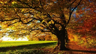 Fall Screen Saver